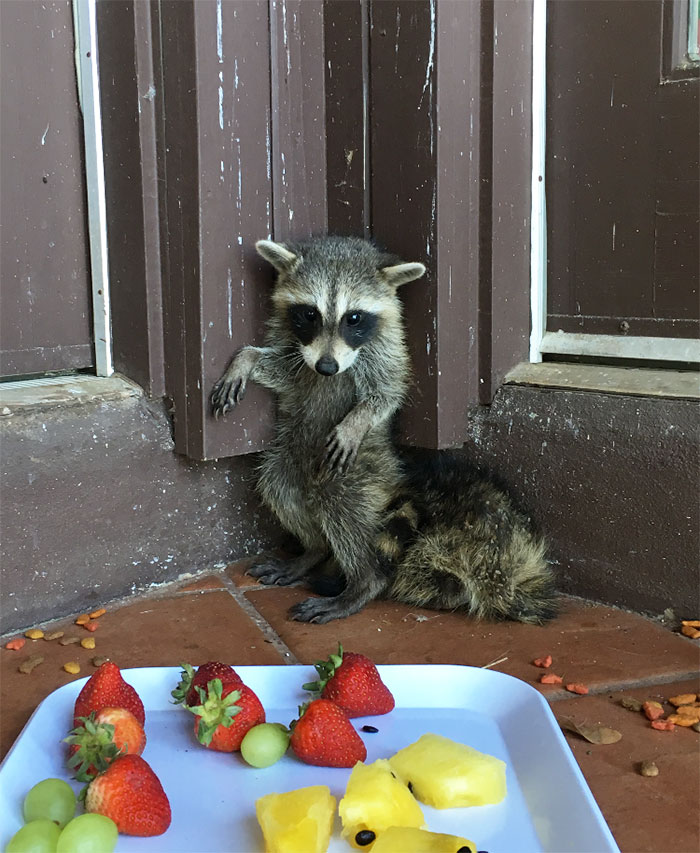 fe70849d73e3197b3f9b26fbf97526e9_adorable-cute-raccoons-56-59563443e2736__700