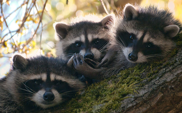 7f409e56f1948a4578de95af2ed163e9_adorable-cute-raccoons-6-595639c4ec755__700