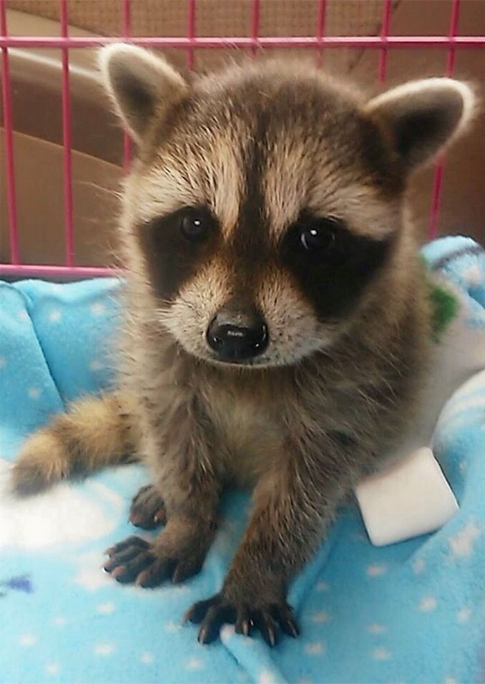 f1f2abcd067be888c642d4adc6b5b7ad_adorable-cute-raccoons-152-59564a2eb4b68__700