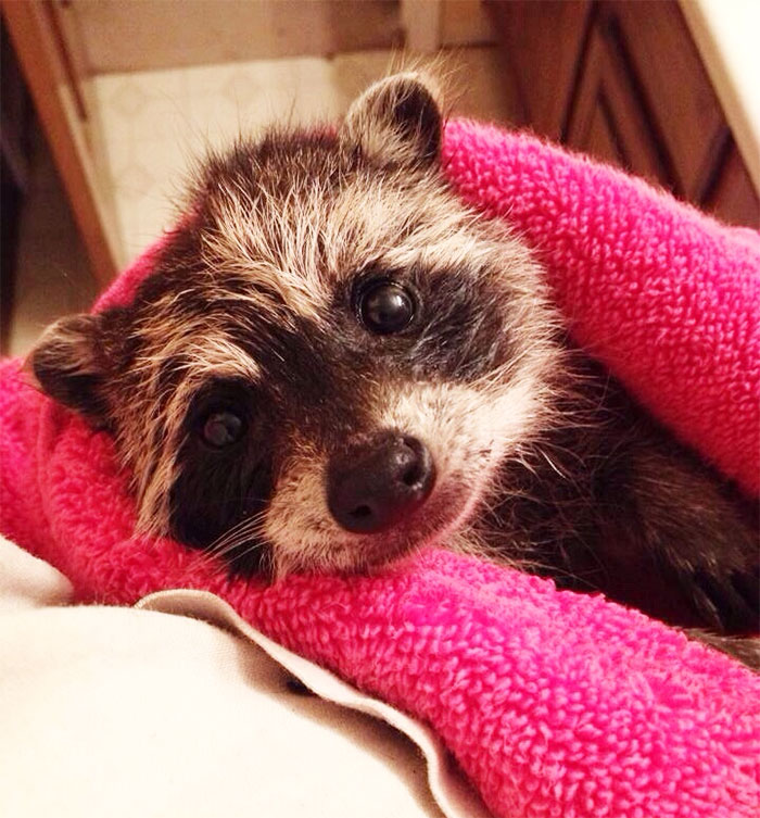 425814e4999b3decee6c1254773a33b1_adorable-cute-raccoons-54-595633b06a7d9__700