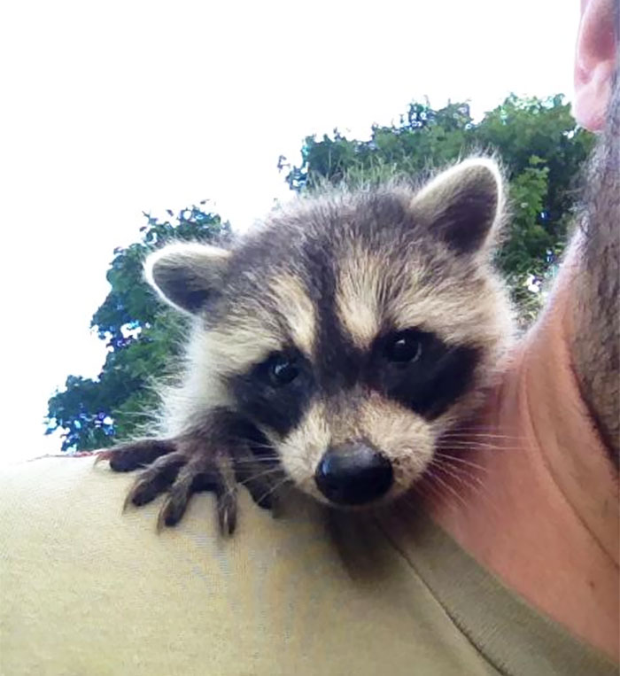 3ae9956e5fb0bd781ae65dd94ccae4ea_adorable-cute-raccoons-50-59561ba191282__700