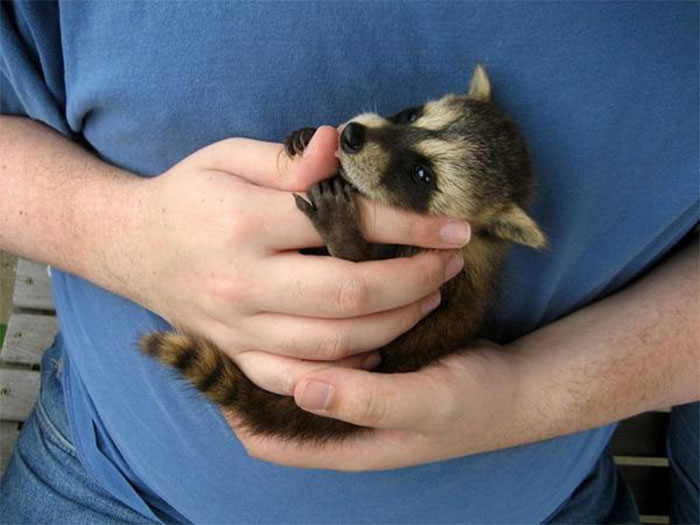 60278162b5a747c9aea1f60ff9e2bd80_adorable-cute-raccoons-59-595637a16fa87__700