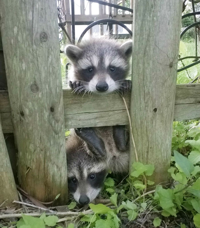 7338e0af4472b99e1916d8a06ebb18a2_adorable-cute-raccoons-61-595639ae59d7f__700