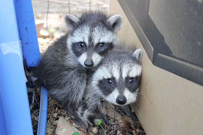 91f5e16bee6bb0142c83d245a35577cd_adorable-cute-raccoons-67-5956411277f49__700