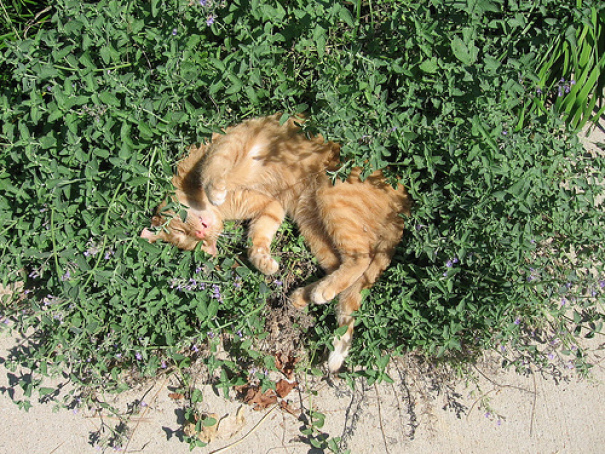 Plus de 45 chats qui ont perdu leur bataille contre l'herbe à chat