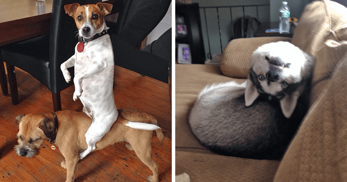 Plus de 50 photos hilarantes de chiens agissant étrangement - Page 2 sur 6