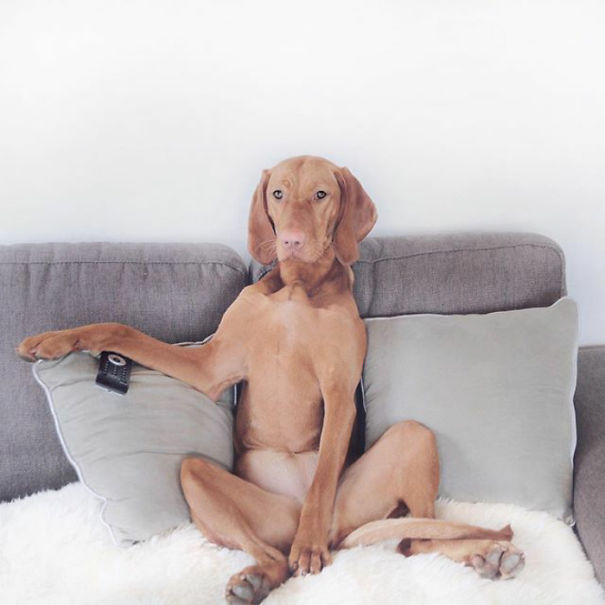 f78aac3a3f0c3647d69a3c5a894c0a44_taken-bytikken_the_vizsla-png__605