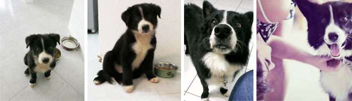 2a6e40284d5f69da925734b8a8c3bb4b_dogs-growing-up-before-after-user-submissions-12-5947760640fe5__700