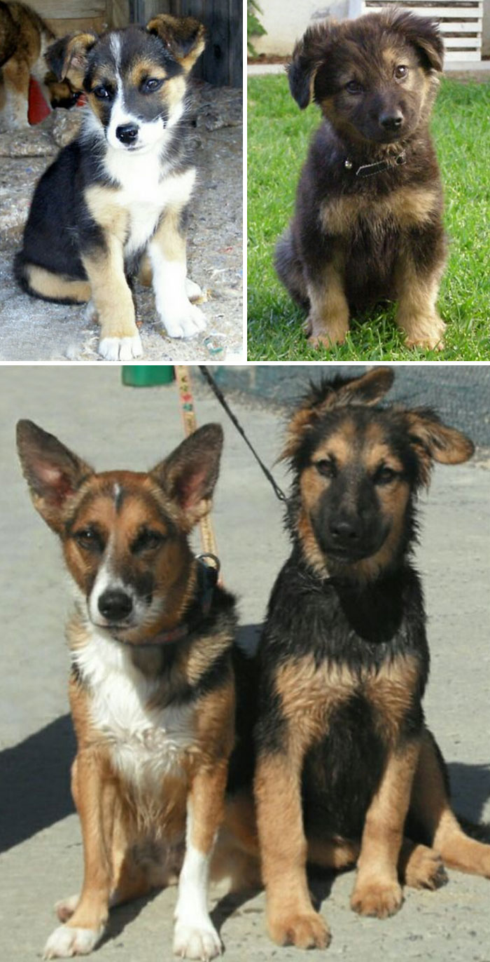 16a2145191aad5404b0de1f68bfea9cf_dogs-growing-up-before-after-user-submissions-56-594a730490212__700