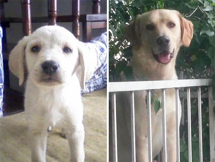 2b4dbaae726bb908ff80becd73649c7b_dogs-growing-up-before-after-user-submissions-66-594a7678b58ec__700