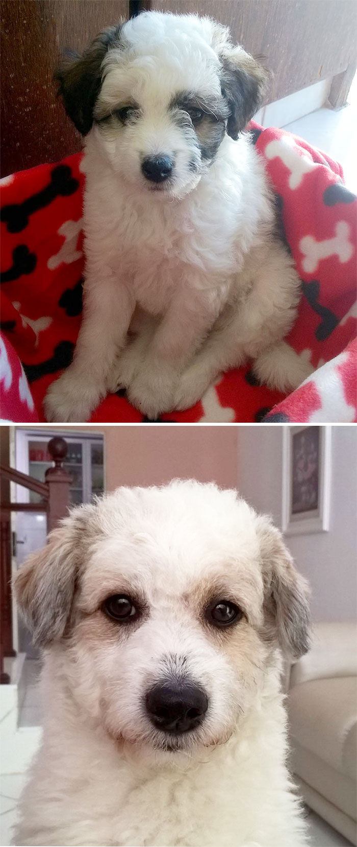 fb9acf014f2e34d9670816bafaa29be6_dogs-growing-up-before-after-user-submissions-83-594a7e9dbaffd__700