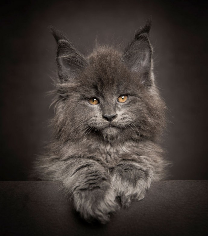 Un Artiste Photographie Des Chats Maine Coon Avec Un Look Majestueux