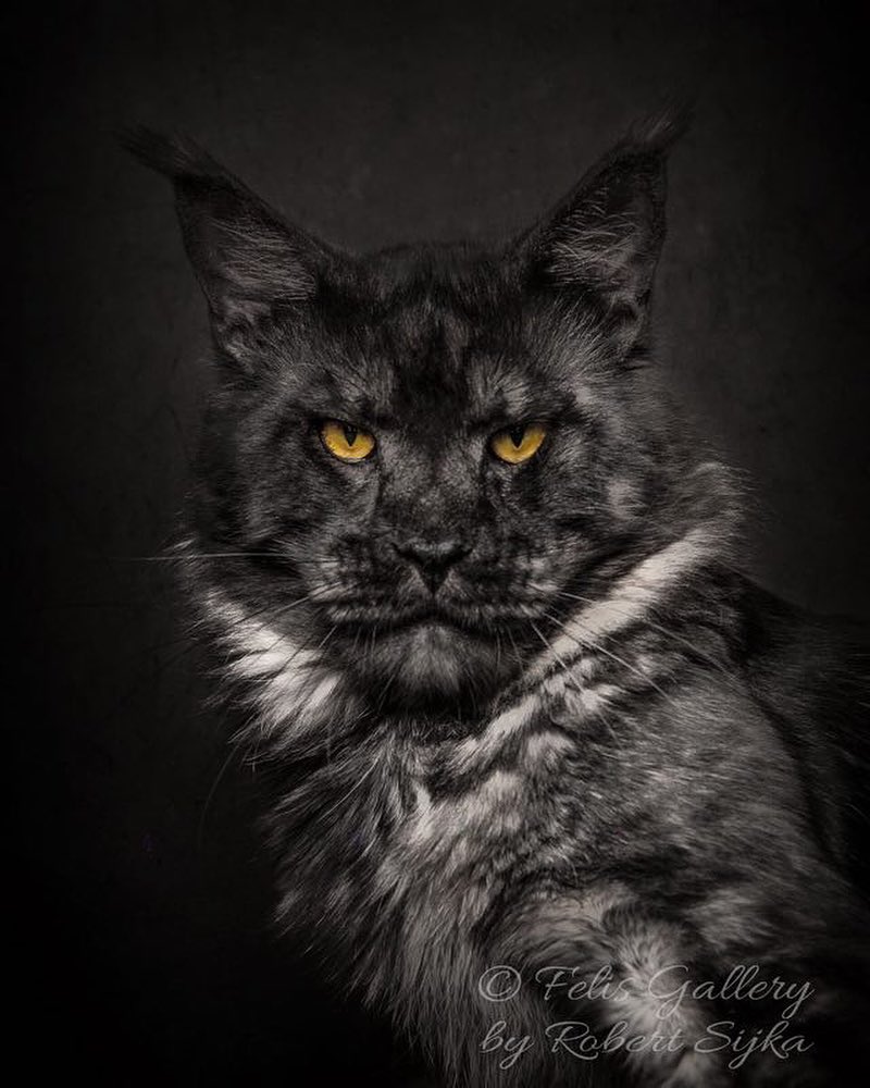 Un Artiste Photographie Des Chats Maine Coon Avec Un Look Majestueux