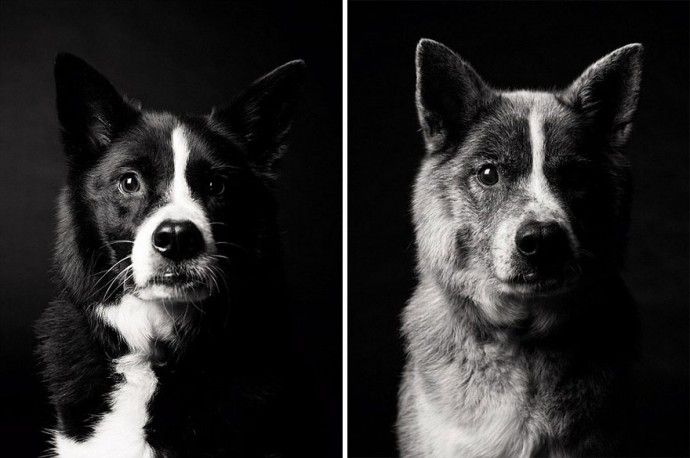 b1adb890389143848dc81078885d0e0e_before-after-adorable-photo-series-shows-dogs-growing-from-puppyhood-to-old-age-05