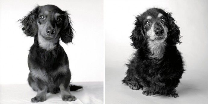 653437ef291fb9c8ea6bb33c0a1b8fac_before-after-adorable-photo-series-shows-dogs-growing-from-puppyhood-to-old-age-04