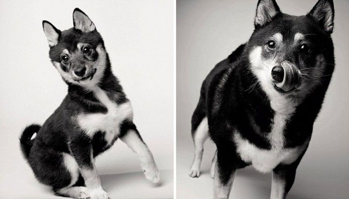 e7806bacdf5684f36617e2ee97c5d452_before-after-adorable-photo-series-shows-dogs-growing-from-puppyhood-to-old-age-08