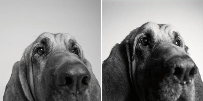 f44de6758624a066c51052ca56ff7e9f_before-after-adorable-photo-series-shows-dogs-growing-from-puppyhood-to-old-age-02