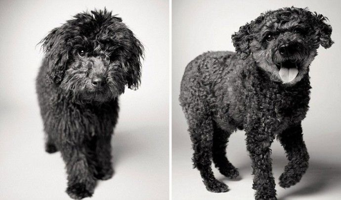 604261696bf8aa12dbe8c7c2ec95c98a_before-after-adorable-photo-series-shows-dogs-growing-from-puppyhood-to-old-age-11