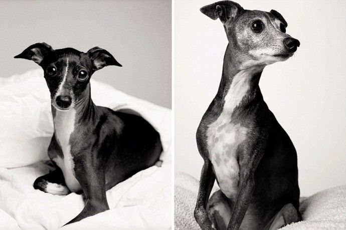 c23cd931100502e289f933381480c179_before-after-adorable-photo-series-shows-dogs-growing-from-puppyhood-to-old-age-13