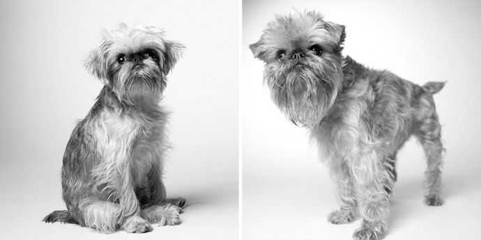 3ab895910b116de683dcff60d9de0638_before-after-adorable-photo-series-shows-dogs-growing-from-puppyhood-to-old-age-07