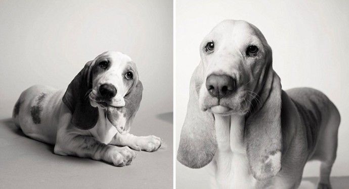 e8b691b15c137af302a51bb7da6d554e_before-after-adorable-photo-series-shows-dogs-growing-from-puppyhood-to-old-age-09