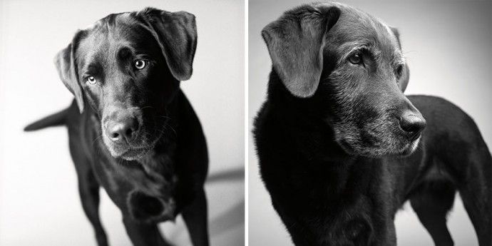 cb13456e4a92651f69d7e413bfc1e636_before-after-adorable-photo-series-shows-dogs-growing-from-puppyhood-to-old-age-03