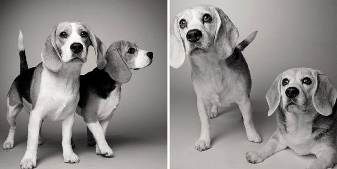 e5f632c5300f8ee61de0802a787f8c33_before-after-adorable-photo-series-shows-dogs-growing-from-puppyhood-to-old-age-12