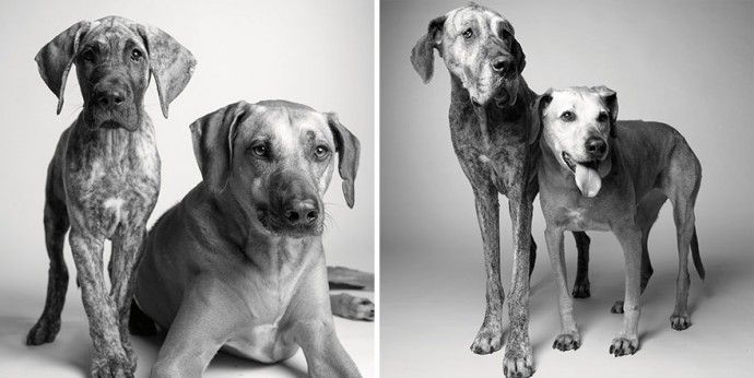 cba3196620b35b372701b2e1fb190e78_before-after-adorable-photo-series-shows-dogs-growing-from-puppyhood-to-old-age-06