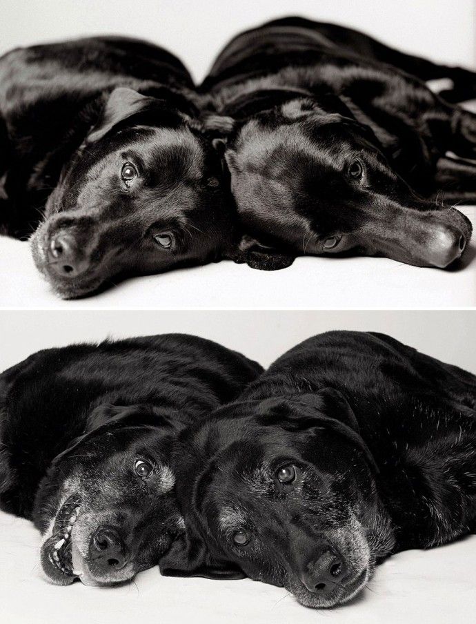 b14b2fdbe59d93fb67297eac8a2c41ee_before-after-adorable-photo-series-shows-dogs-growing-from-puppyhood-to-old-age-10