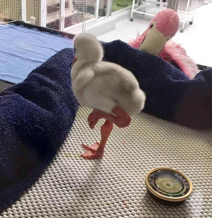 1f8c93056feadbcc35c37277c36ce88f_baby-flamingo-pittsburgh-national-aviary-9