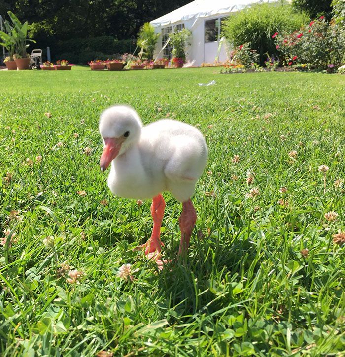 b67343395383f58af1fbc40f26bc79c9_baby-flamingo-pittsburgh-national-aviary-11