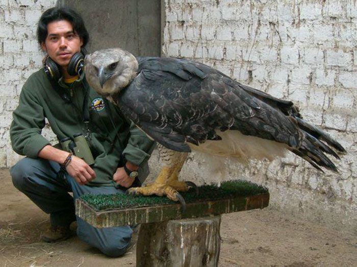 90b5b00f80a8b83ebb181a83c0941177_massive-bird-harpy-eagle-595a0bbf6ac0c__700