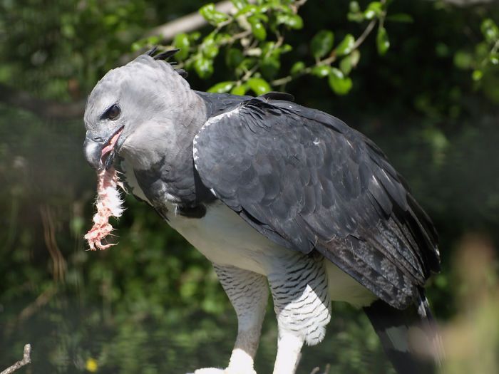 b2d9a4ad34e329e6d52140162ffe0ad0_massive-bird-harpy-eagle-2-595a067f7a713__700