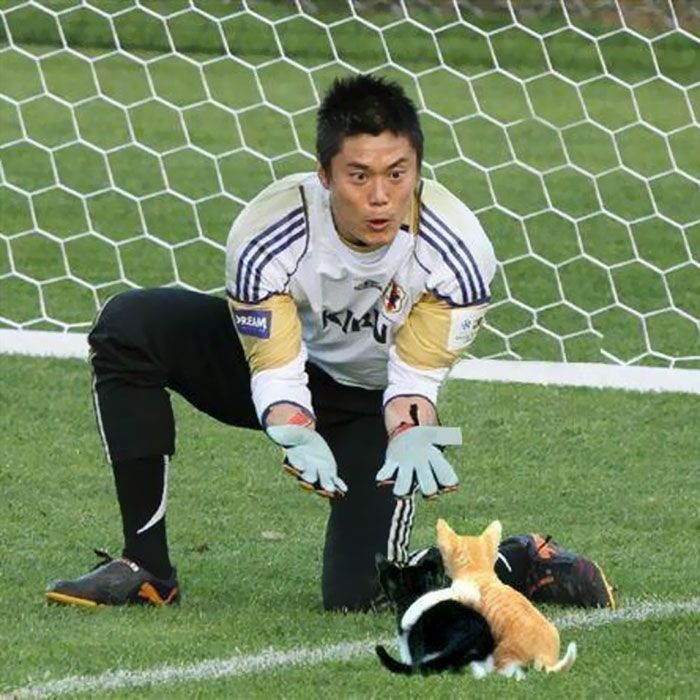 https://lippycorn.com/wp-content/uploads/2017/07/des-chats-photoshopp%C3%A9-%C3%A0-la-place-de-ballon-de-foot-43648.jpg