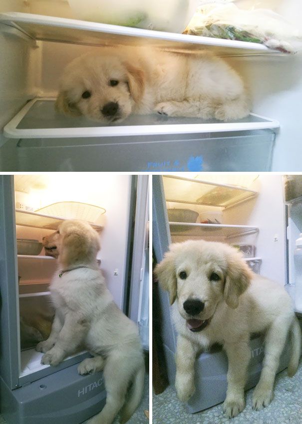 553948ec302d77b21d7af7bc6b0391f0_cute-golden-retriever-puppies-23-5965ec83a47bc__605