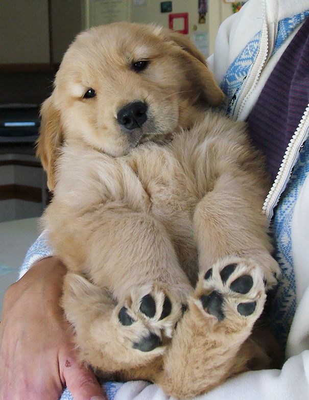 731cd30c810521bf3ce9dce5ae5f0d27_cute-golden-retriever-puppies-213-596624b416e22__605