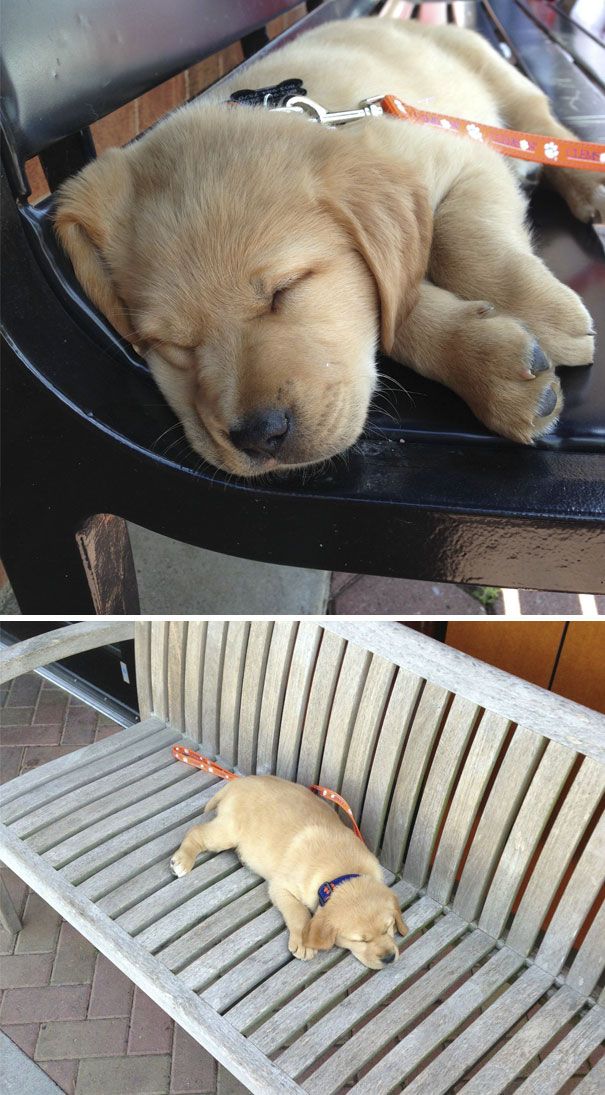 c04f4be76ee26537d44e4ae85029a957_cute-golden-retriever-puppies-30-59671750e7b66__605