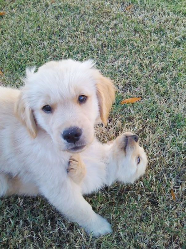 c2e2b2755986b6b02d4e68b6138368a7_cute-golden-retriever-puppies-14-5965d2cb81443__605