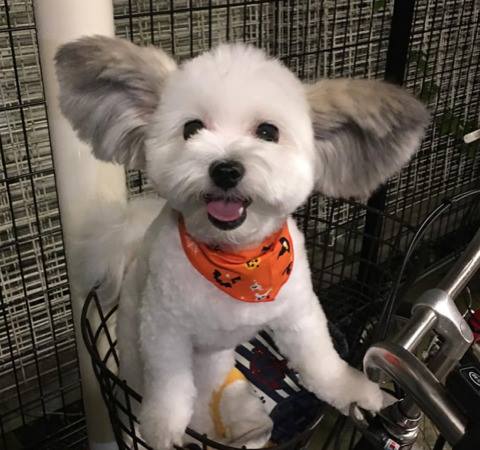 Vous tomberez sous le charme de Goma, la chienne croisée bichon maltais et papillon