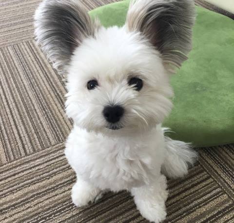 Vous tomberez sous le charme de Goma, la chienne croisée bichon maltais et papillon