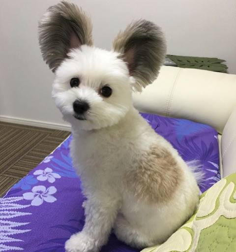 Vous tomberez sous le charme de Goma, la chienne croisée bichon maltais et papillon