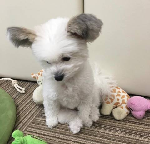 Vous tomberez sous le charme de Goma, la chienne croisée bichon maltais et papillon