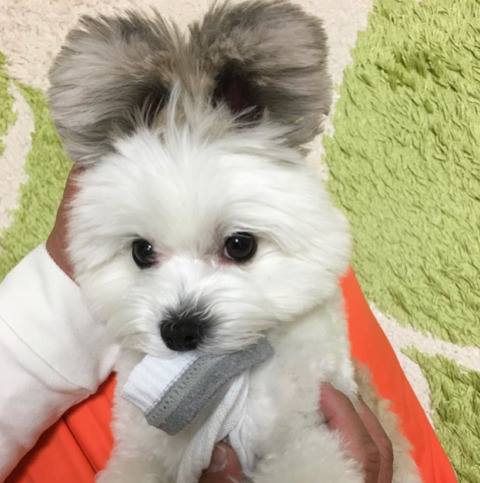 Vous tomberez sous le charme de Goma, la chienne croisée bichon maltais et papillon