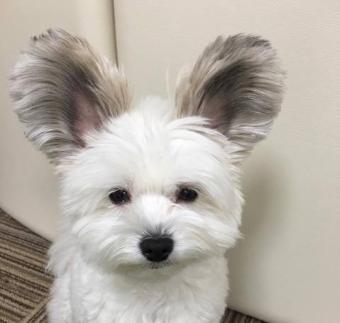 Vous tomberez sous le charme de Goma, la chienne croisée bichon maltais et papillon