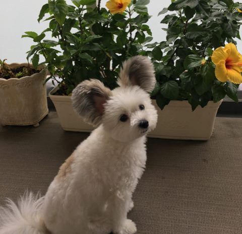 Vous tomberez sous le charme de Goma, la chienne croisée bichon maltais et papillon