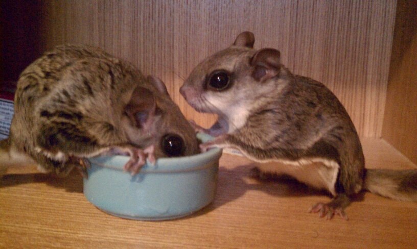 Ces petites mains d'animaux vous ferons craquer