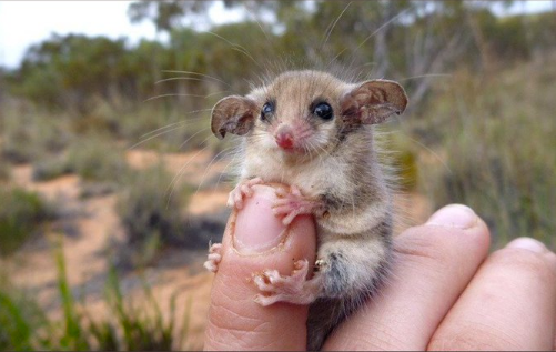 Ces petites mains d'animaux vous ferons craquer