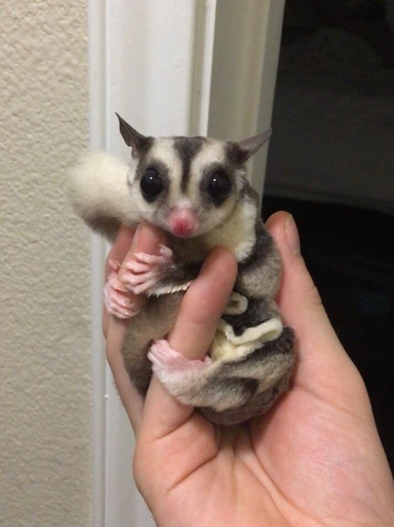 Ces petites mains d'animaux vous ferons craquer