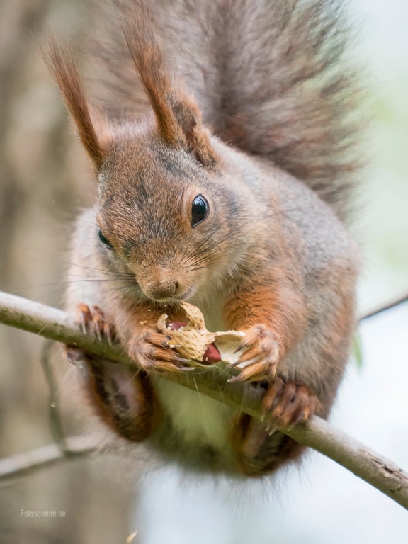 Ces petites mains d'animaux vous ferons craquer