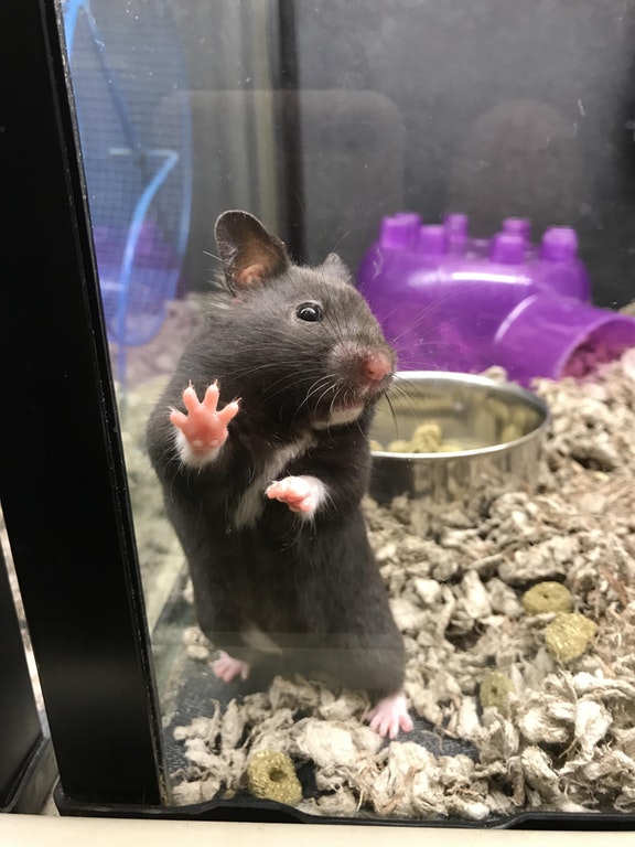 Ces petites mains d'animaux vous ferons craquer